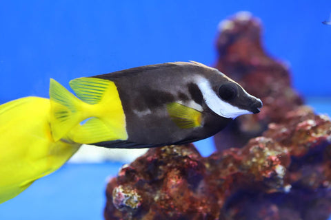 Fiji Foxface (Siganus uspi)