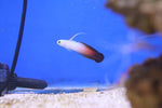 Fire Goby (Nemateleotris magnifica) Pair