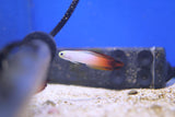 Fire Goby (Nemateleotris magnifica) Pair