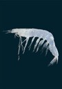 Ocean Nutrition White Shrimps 100g-Hurstville Aquarium