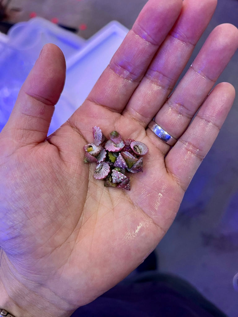 Aqua-cultured Trochus Snails