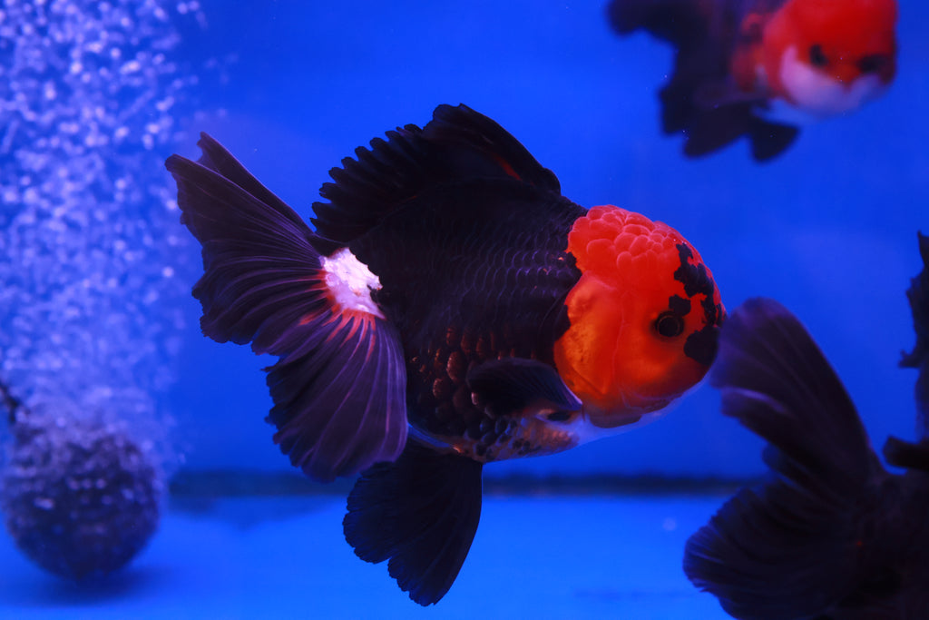 LIVE STOCK - Goldfish - Apache Oranda Goldfish (Carassius Auratus) 8 ...