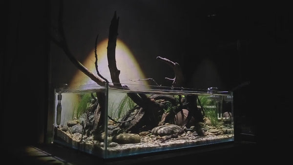 Chihiros Z Light Tiny