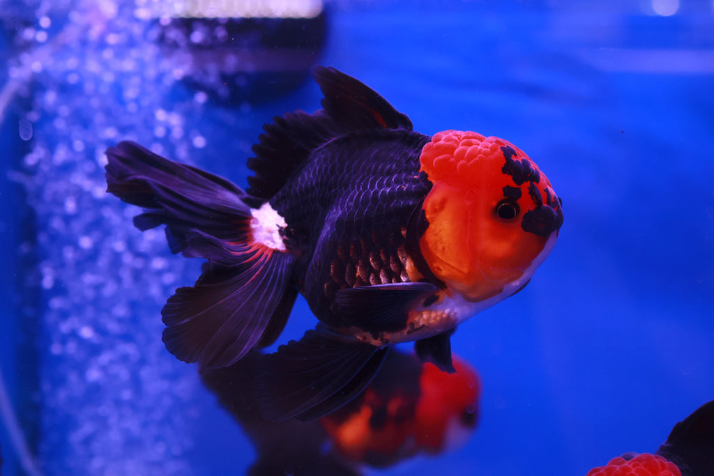 LIVE STOCK - Goldfish - Apache Oranda Goldfish (Carassius Auratus) 8 ...