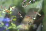 Assorted Female Endler Guppy (Poecilia wingei)