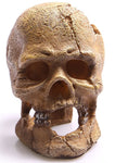 Aqua One Ornament Huamn Skull With Hole 13.5x9.5x13cm (36763)-Hurstville Aquarium