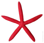 Aqua One Hermit Crab Starfish Red 15x13.8x1.7cm (37179r)-Hurstville Aquarium