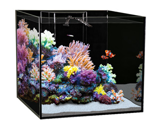 Aqua One Reefsys 255 Marine Tank 255l 90 L X 55 D X 53cm H 10mm Inc Plumbing