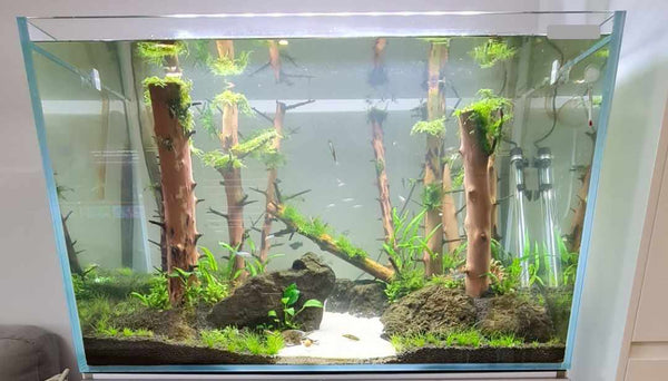 Ap Natural Products Long Hands Wood