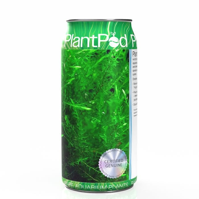 Aqua Natural Plant Pod Live Willow Moss Large