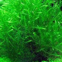 Aqua Natural Plant Pod Live Willow Moss Large