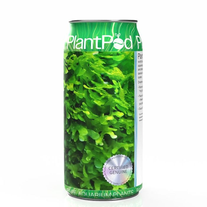 Aqua Natural Plant Pod Shrimp Moss (subwasser) Large