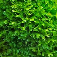 Aqua Natural Plant Pod Shrimp Moss (subwasser) Large
