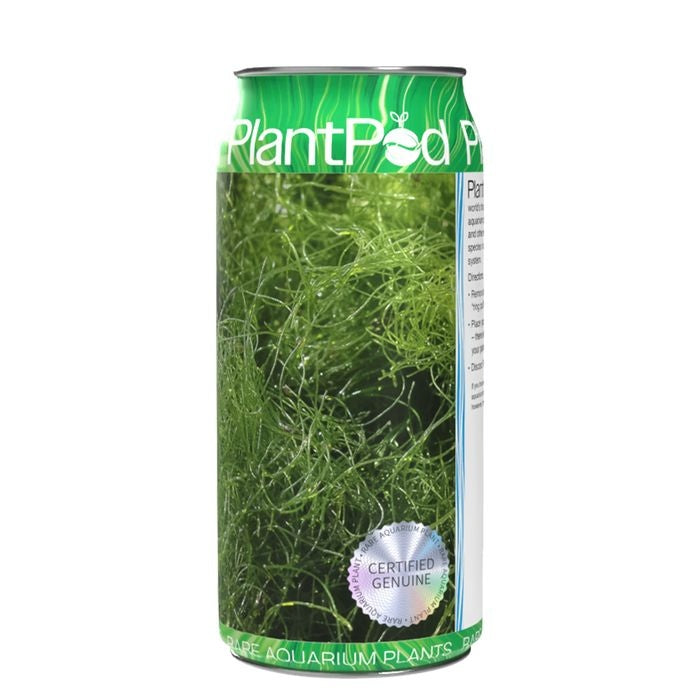 Aqua Natural Plant Pod Live Angel Hair Seaweed
