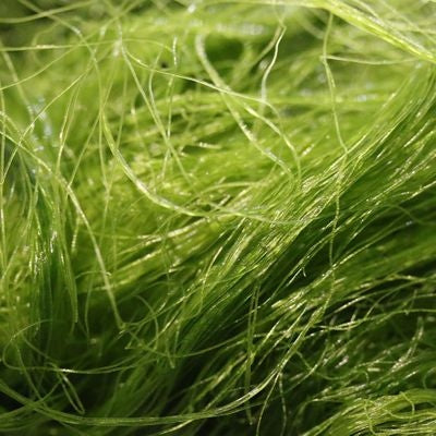 Aqua Natural Plant Pod Live Angel Hair Seaweed