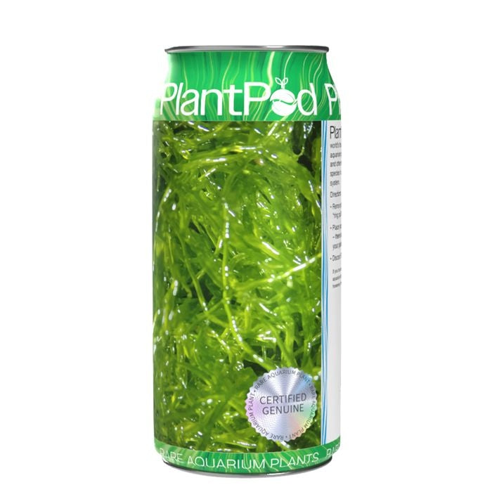 Aqua Natural Plant Pod Live Sea Lettuce Seaweed