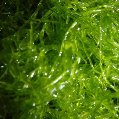 Aqua Natural Plant Pod Live Sea Lettuce Seaweed