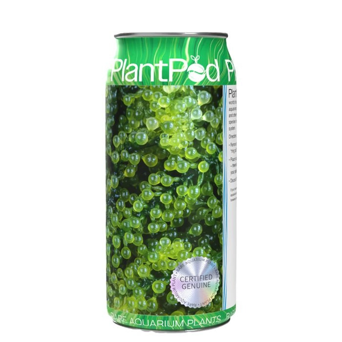 Aqua Natural Plant Pod Live Sea Grapes Seaweed