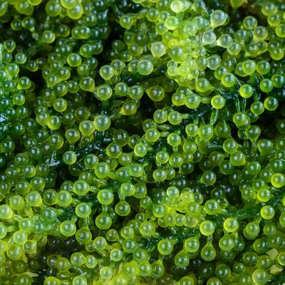 Aqua Natural Plant Pod Live Sea Grapes Seaweed