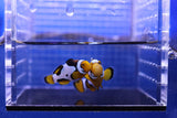 A Grade Picasso Clownfish PAIR 1 of 2 (Amphiprion percula)