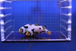 A Grade Picasso Clownfish PAIR 2 of 2 (Amphiprion percula)