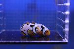 A Grade Picasso Clownfish PAIR 2 of 2 (Amphiprion percula)