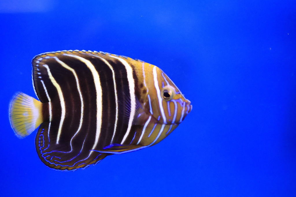 African Goldtail Angelfish (Pomacanthus chrysurus) aka Earspot Angelfish