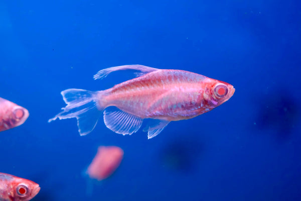 Albino Congo Tetra (Phenacogrammus Interruptus) 4cm
