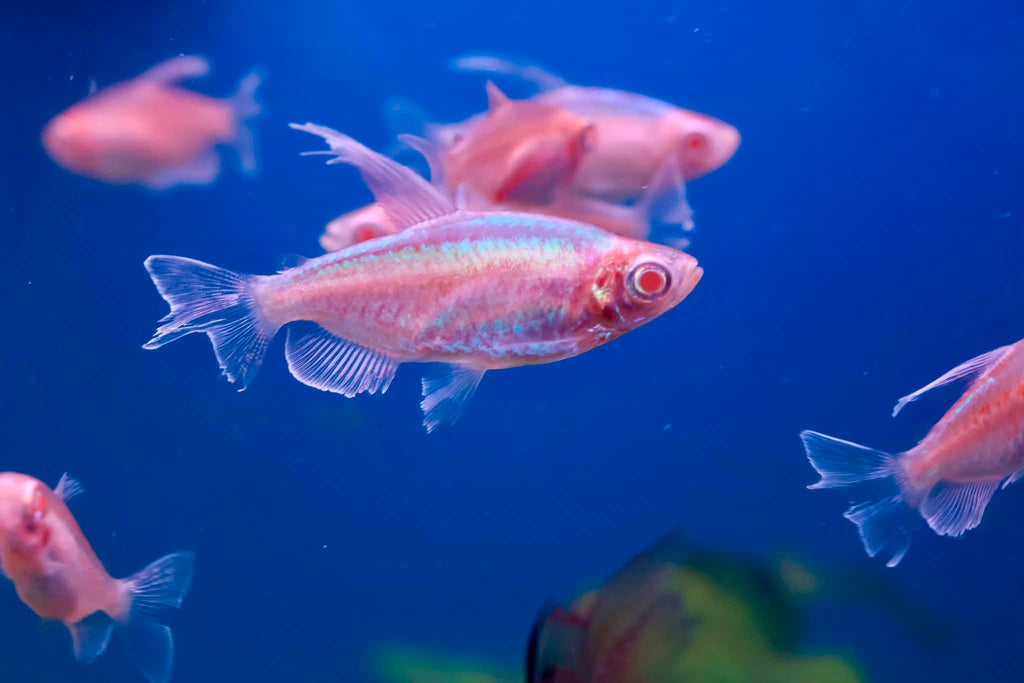 Albino Congo Tetra (Phenacogrammus Interruptus) 4cm