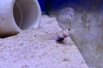 Orange Spot Watchman Goby (Amblyeleotris guttata)