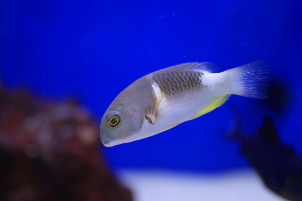 Anchor Tuskfish (Choerodon anchorago)