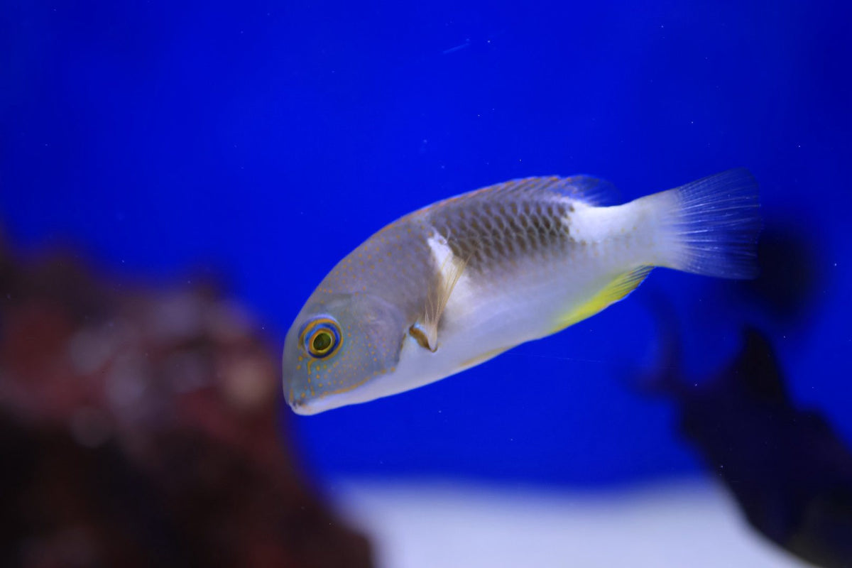 Anchor Tuskfish (Choerodon anchorago) – Hurstville Aquarium