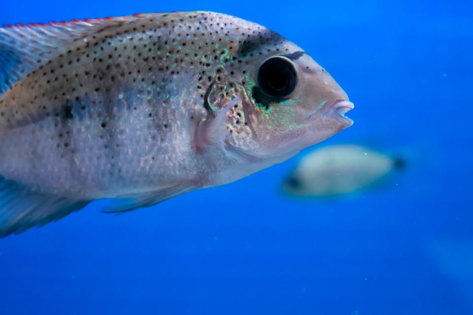 Argentea Cichlid (Maskaheros Veija Argentea) 10cm