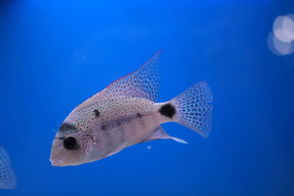 Argentea Cichlid (Maskaheros Veija Argentea) 10cm