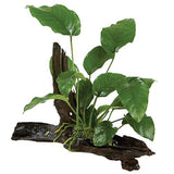 Assorted Anubias - Medium Driftwood