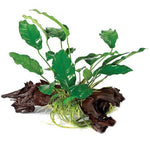 Assorted Anubias - Medium Driftwood