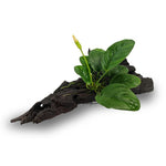 Assorted Anubias - Medium Driftwood