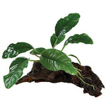 Assorted Anubias - Mini Driftwood