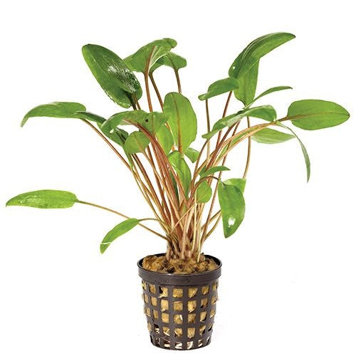 Assorted Cryptocoryne – Hurstville Aquarium