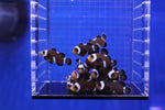 Assorted Ocellaris Misbar Clownfish (Amphiprion percula)