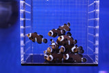 Assorted Ocellaris Misbar Clownfish (Amphiprion percula)