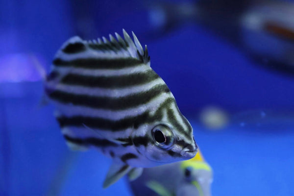 Australian Stripey (Microcanthus strigatus)