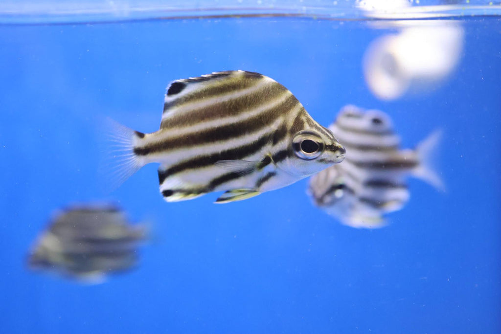 Australian Stripey (Microcanthus strigatus)