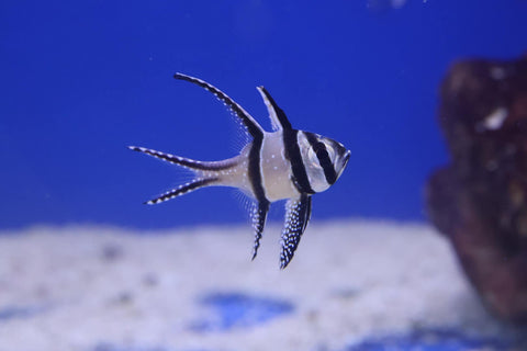 Banggai Cardinalfish (Pterapogon kauderni)