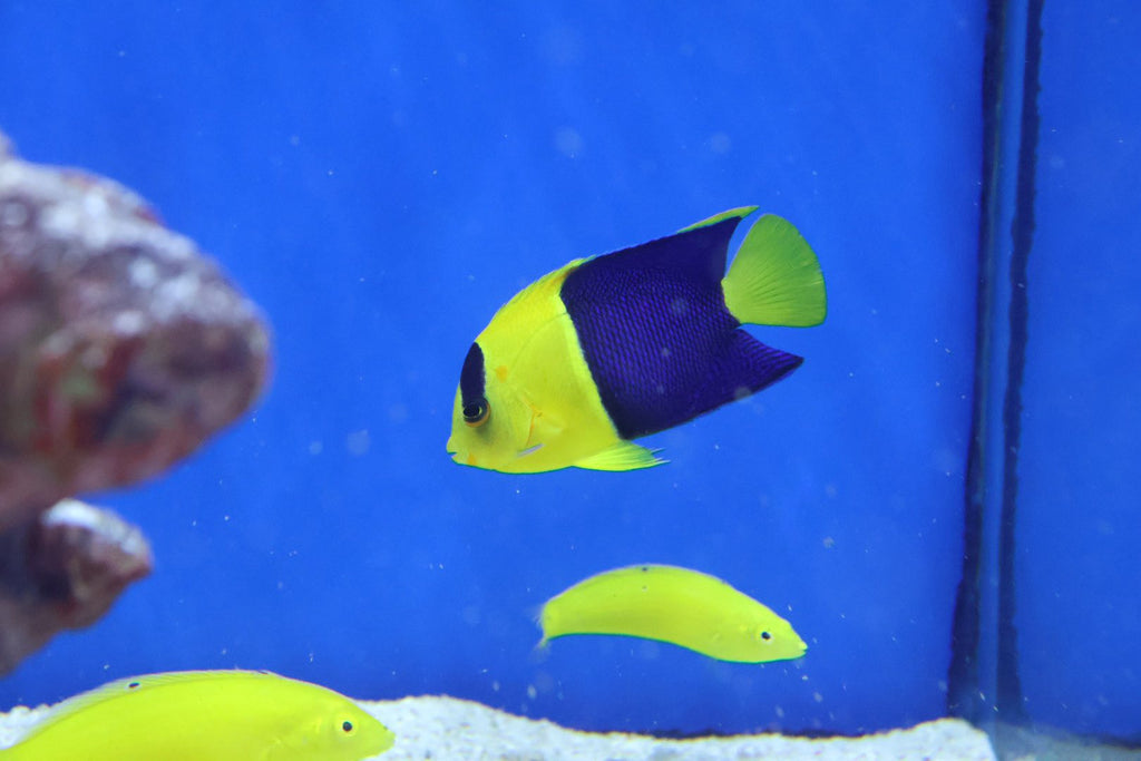 Bicolour Angel (Centropyge bicolor)