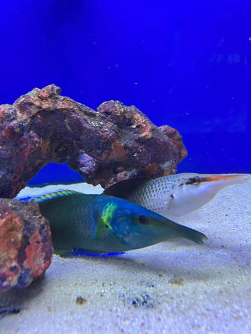 Birdnose Wrasse Pair (Gomphosus varius)