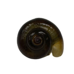 Black Foot Mystery Snail aka Apple Snail (Pomacea Cuprinis) Small