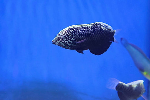Black Leopard Wrasse (Macropharyngodon Negrosensis)