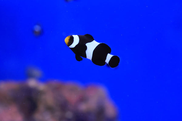 Black and White Darwin Ocellaris Clownfish (Amphiprion ocellaris)