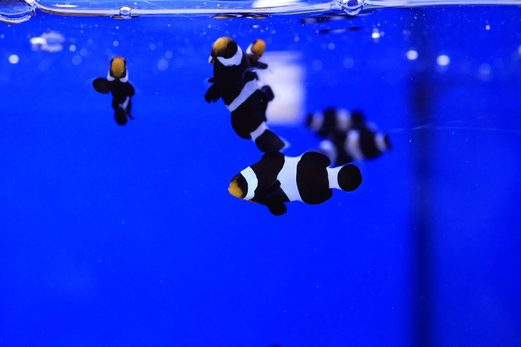 Black and White Darwin Ocellaris Clownfish (Amphiprion ocellaris)